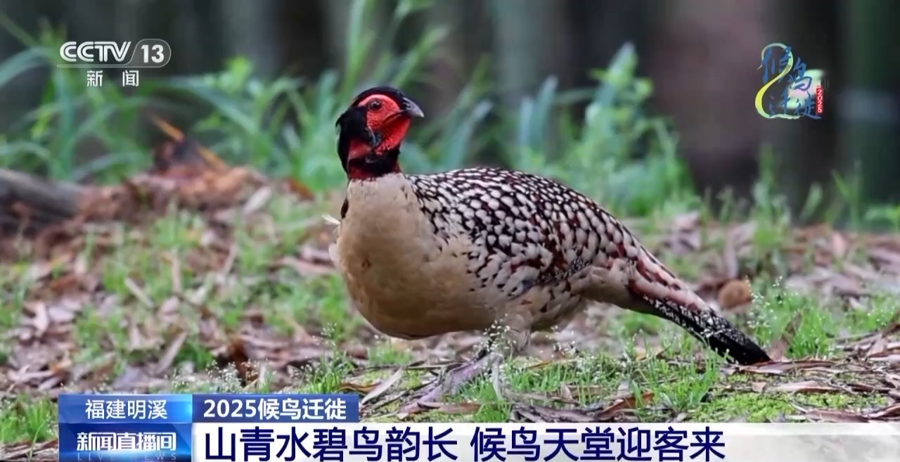 的明溪县 究竟有什么独特魅力？不朽情缘app在观鸟界火出圈(图9)
