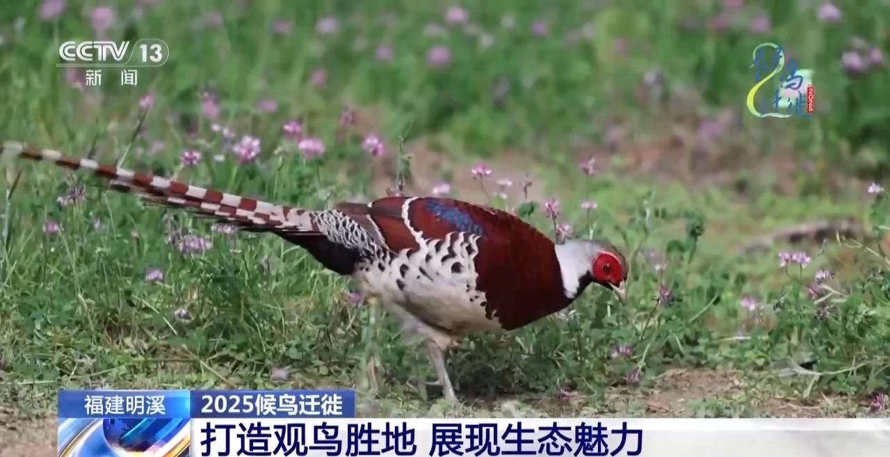 的明溪县 究竟有什么独特魅力？不朽情缘app在观鸟界火出圈(图10)