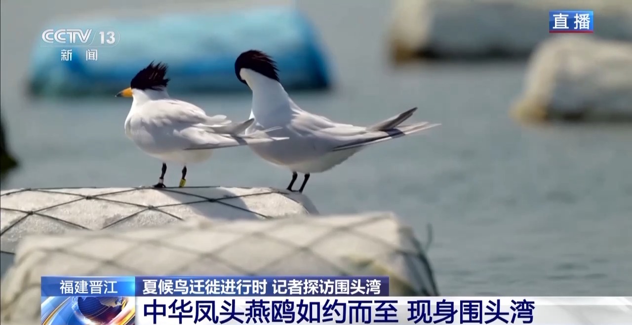 的明溪县 究竟有什么独特魅力？不朽情缘app在观鸟界火出圈(图15)